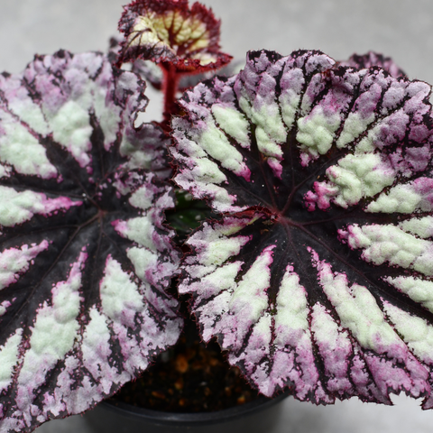 Begonia rex  'Fireworks'