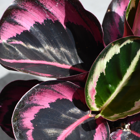 Calathea roseopicta 'Dottie'