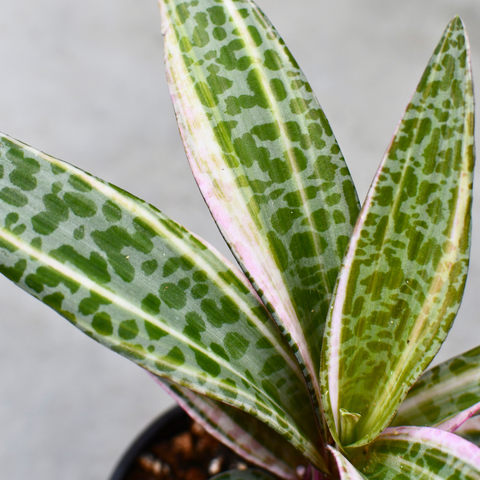 Ledebouria socialis f. variegata