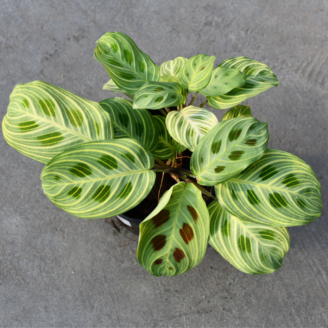Maranta leuconeura 'Gold Lines'