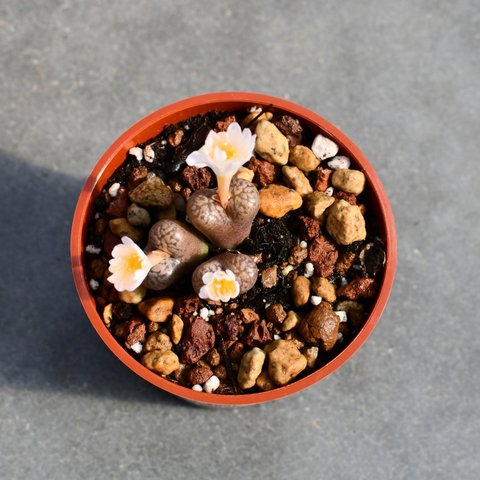 Conophytum pellucidum