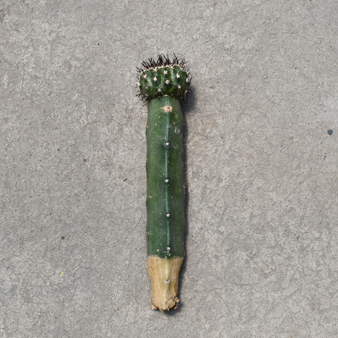 Copiapoa cinera – Serres Lavoie Copiapoa cinera – Serres Lavoie