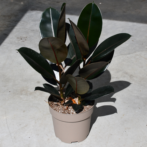 Ficus elastica 'Burgundy'