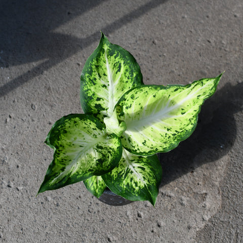 Dieffenbachia 'Amy'