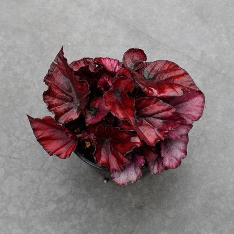 Begonia rex 'Red bull'
