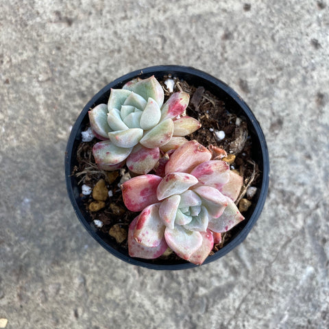 Echeveria 'Pink wave point