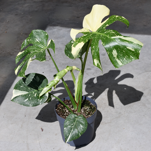 Monstera deliciosa 'Thai constellation'
