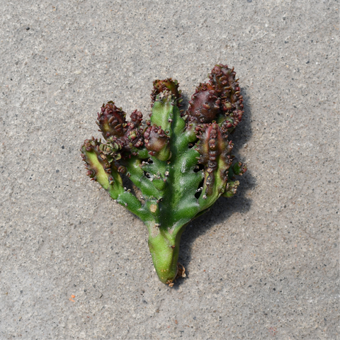 Euphorbia lactea rubra monstruose