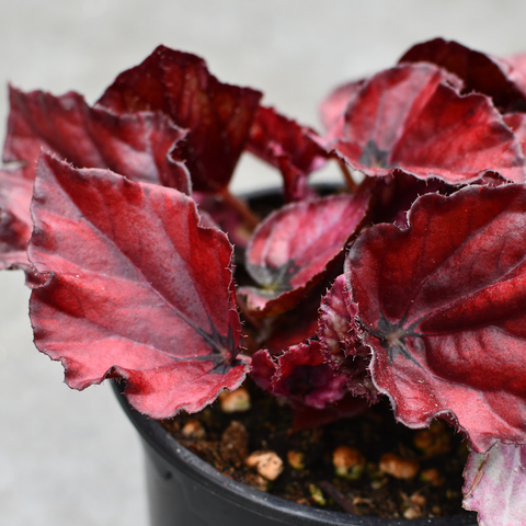 Begonia rex 'Red bull'