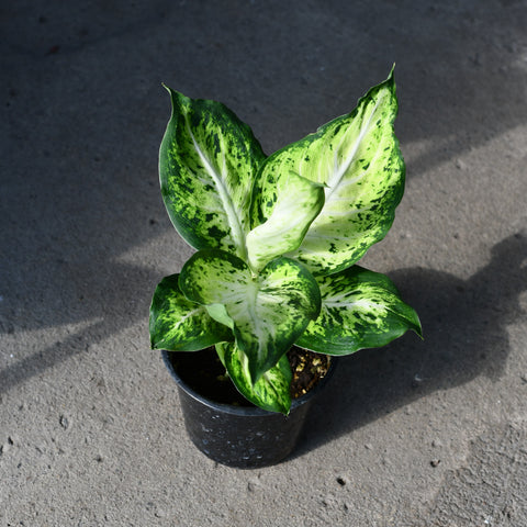 amy dieffenbachia Dieffenbachia 'Amy' – Serres Lavoie