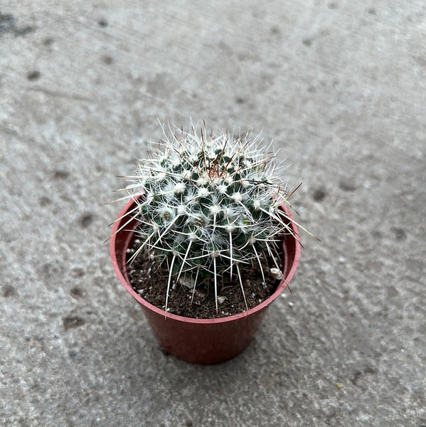 Mammillaria karwinskiana nejapensis – Serres Lavoie