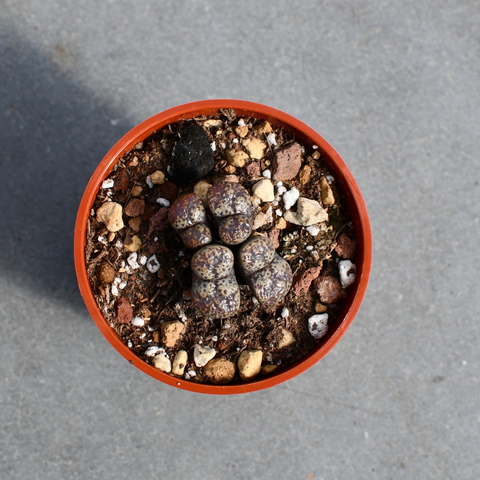 Conophytum pellucidum