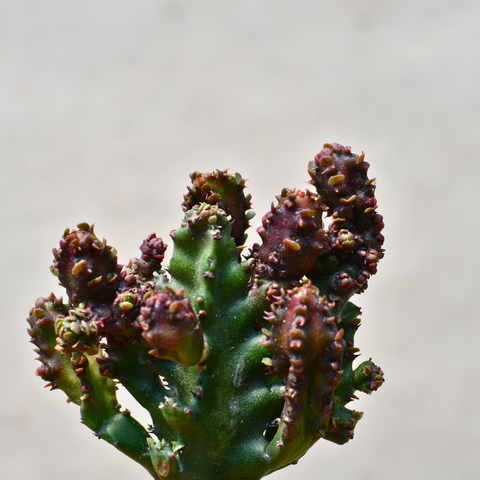 Euphorbia lactea rubra monstruose