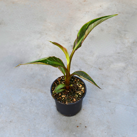 Musa 'Nono'