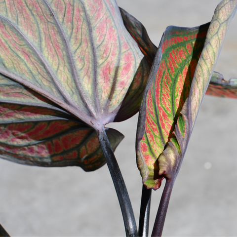 Caladium 'Siamese Month'