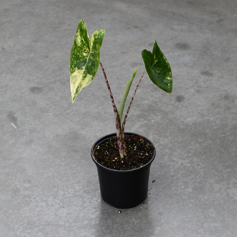 Alocasia zebrina variegata