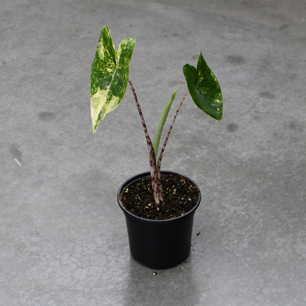 Alocasia zebrina variegata – Serres Lavoie