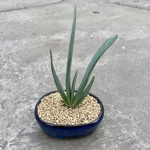 Open image in slideshow, Aloe plicatilis with decorative pot
