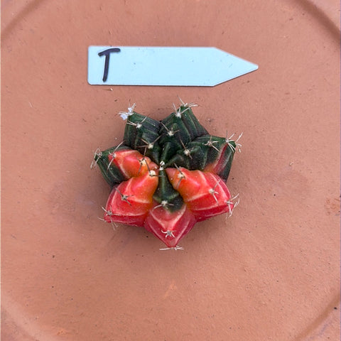 Gymnocalycium mihanovichii f. variegata (Small) 