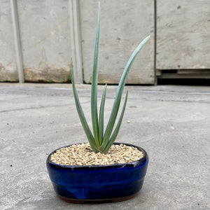 Aloe plicatilis avec pot décoratif