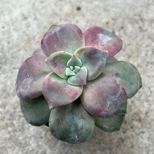 Open image in slideshow, Echeveria 'Baby Face

