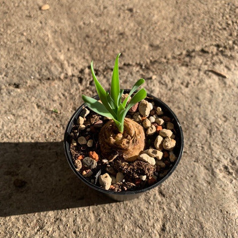 Albuca concordiana