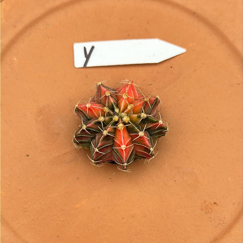 Gymnocalycium mihanovichii f. variegata (Petit)