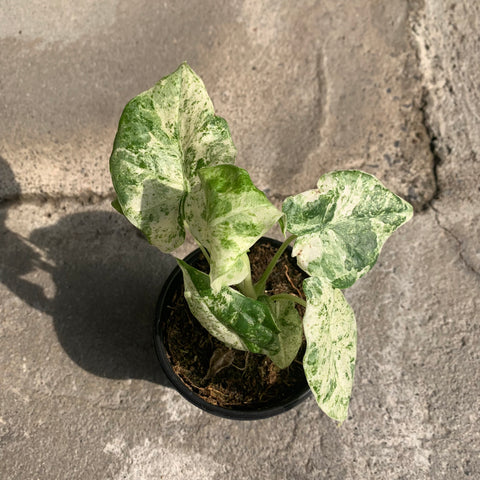 Alocasia Macrorrhiza 'Camouflage' variegata