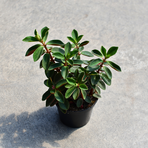 Peperomia verticillata