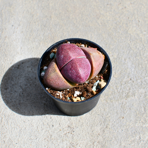 Pleiospilos nelii cv. Royal Flush