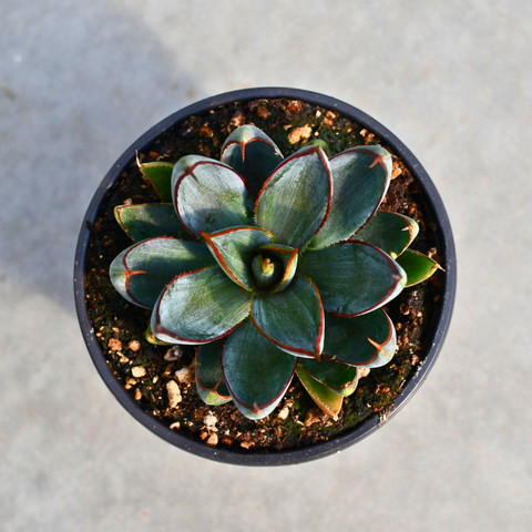 Mangave 'Praying hands'