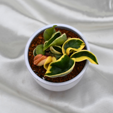 Hoya carnosa compacta 'Albomarginata' en pot décoratif