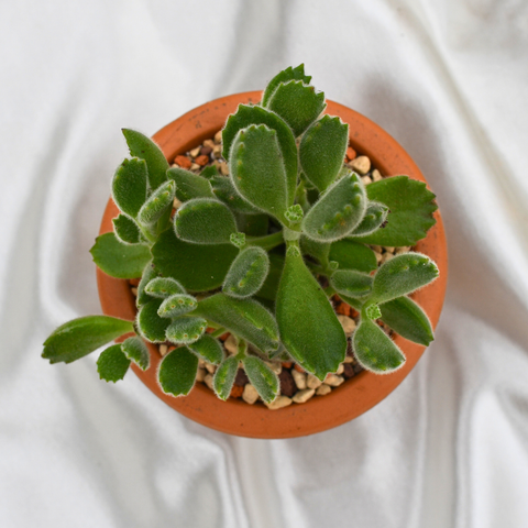 Cotyledon tomentosa en pot de terre cuite