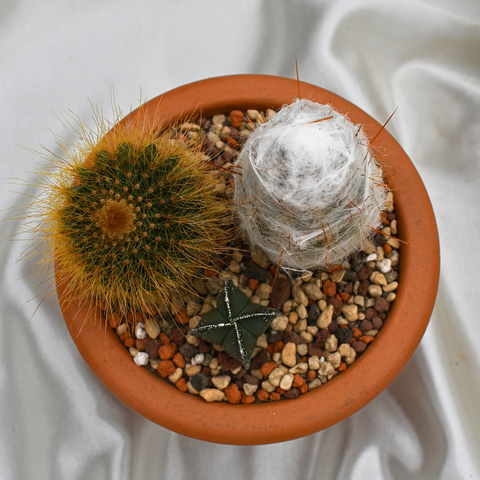 Arrangement de cactus en pot de terre cuite