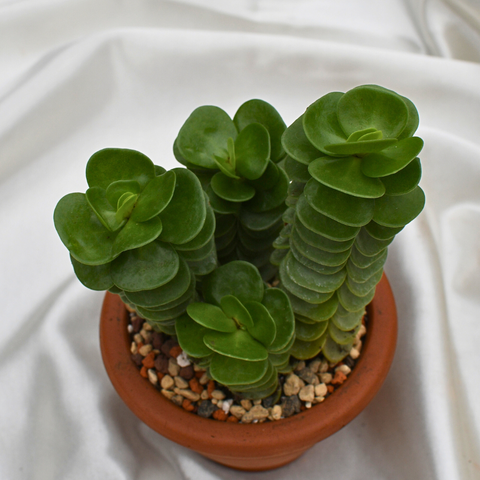 Portulaca molokiniensis en pot de terre cuite