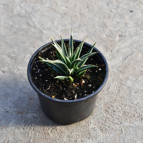 Agave toumeyana var. Bella
