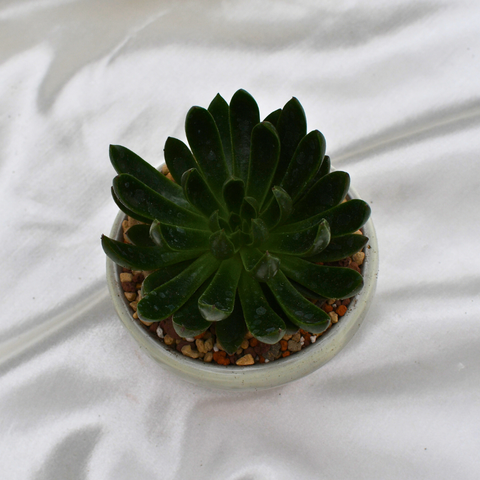 Echeveria 'Arco' en pot décoratif