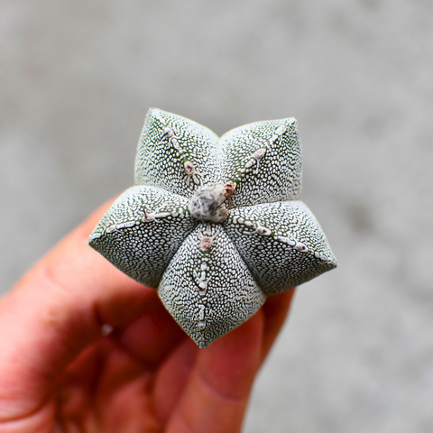 Astrophytum myriostigma 'Onzuka'