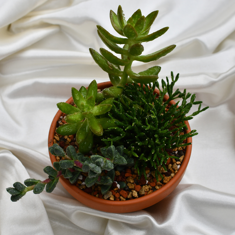 Arrangement de succulentes en pot de terre cuite
