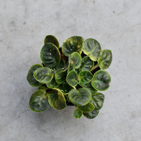 Saintpaulia (African violet) 'Rob's Denim Demon'