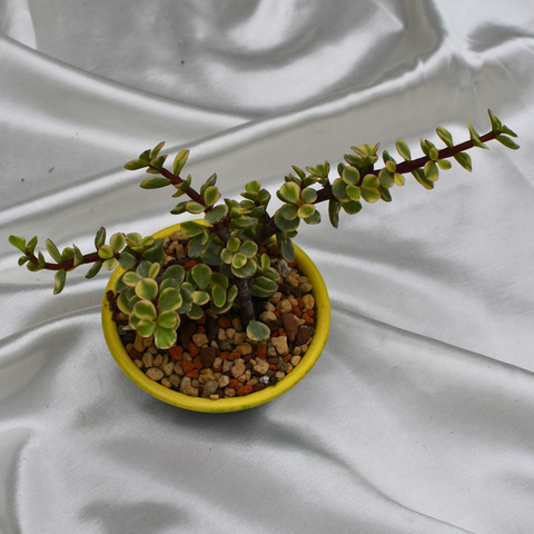 Portulacaria afra f. variegata en pot décoratif