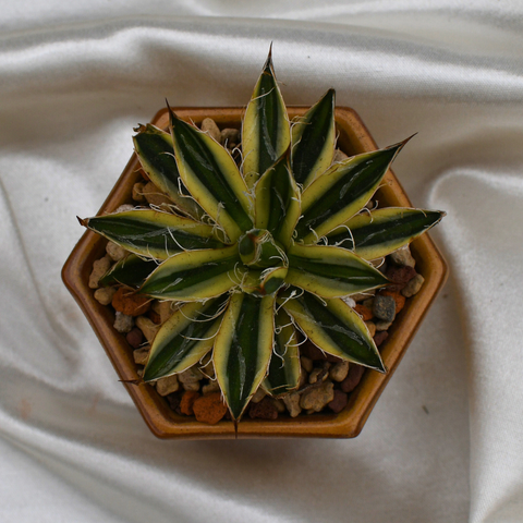 Agave schidigera 'Royal Flush' en pot décoratif
