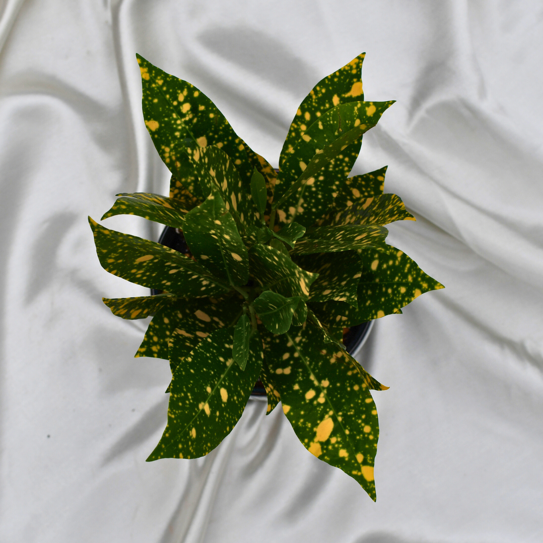 Codiaeum variegatum 'Gold Dust' en pot décoratif – Serres Lavoie