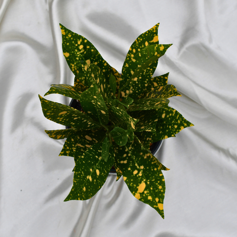 Codiaeum variegatum 'Gold Dust' en pot décoratif