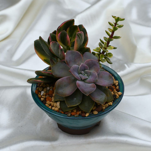 Arrangement de succulentes en pot décoratif