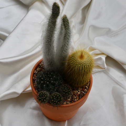 Arrangement de cactus en pot de terre cuite