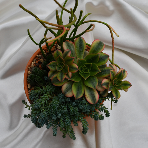 Arrangement de succulentes en pot de terre cuite