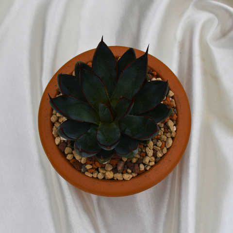 Mangave 'Praying hands' en pot de terre cuite