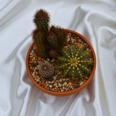 Arrangement de cactus en pot de terre cuite