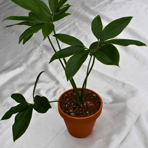 Philodendron goeldii en pot de terre cuite